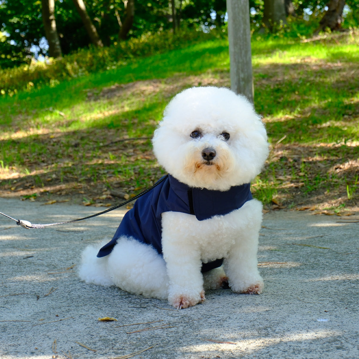 【ダントツ撥水®︎わんわんレイン】 － 小松マテーレORIGINAL