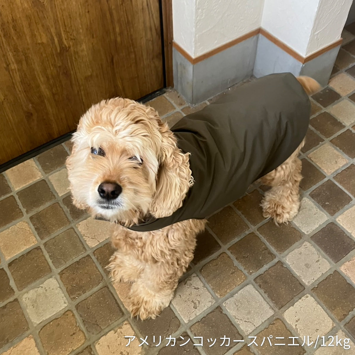 【ダントツ撥水®︎わんわんレイン】 － 小松マテーレORIGINAL